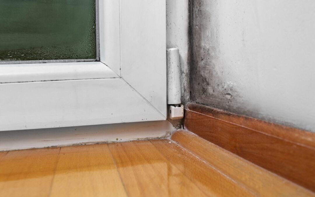 The Quick Guide to Post-Leak Mould